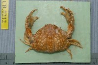 藏品(公雞饅頭蟹)的圖片